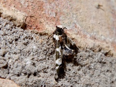 Termioptycha albifurcalis