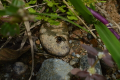 Kalcerrytus