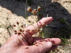 Fimbristylis puberula