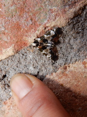 Termioptycha albifurcalis