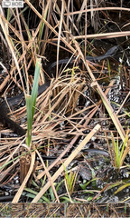 Nerodia fasciata pictiventris