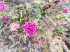 Melaleuca orbicularis