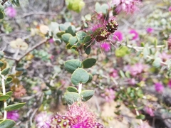 Melaleuca orbicularis