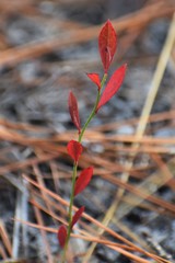 Vaccinium tenellum
