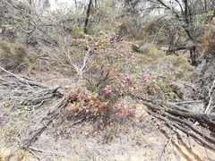 Melaleuca orbicularis