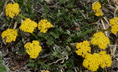 Cymopterus humilis