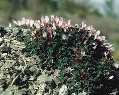 Trifolium uniflorum