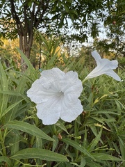 Ruellia metziae