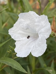Ruellia metziae