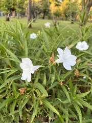 Ruellia metziae