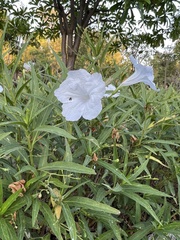 Ruellia metziae