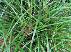 Cyperus solidus