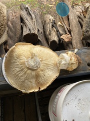Tricholoma matsutake