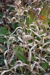 Amphicarpum amphicarpon