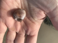 Nassarius fossatus