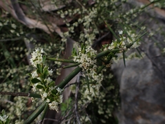 Discaria pubescens