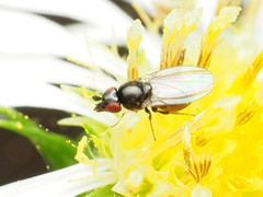 Paramyia