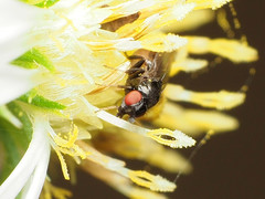 Paramyia