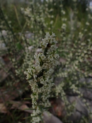 Discaria pubescens
