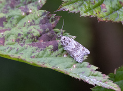 Acleris gloveranus
