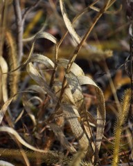 Amphicarpum amphicarpon