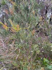 Melaleuca teretifolia