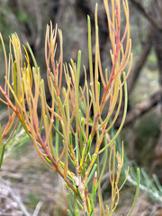 Melaleuca teretifolia