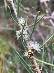 Melaleuca teretifolia