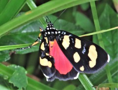 Heraclia africana