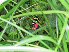 Heraclia africana