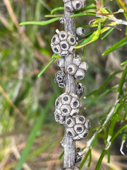 Melaleuca teretifolia