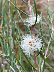 Melaleuca teretifolia