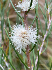 Melaleuca teretifolia