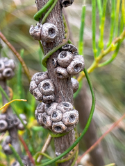 Melaleuca teretifolia