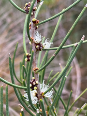Melaleuca teretifolia