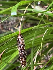 Carex solandri