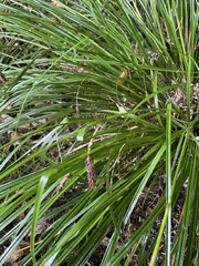 Carex solandri