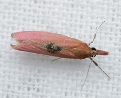Canuza euspilella