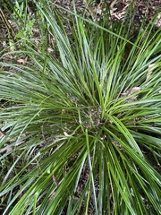 Carex solandri
