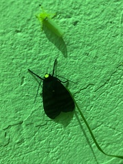 Pachydota