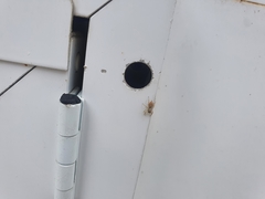 Menemerus bivittatus