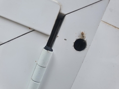 Menemerus bivittatus