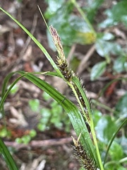 Carex lambertiana