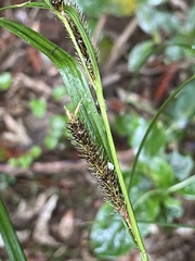Carex lambertiana