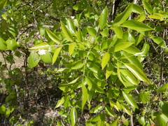 Fraxinus berlandieriana