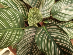 Goeppertia sanderiana