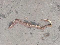 Paraphimophis rusticus