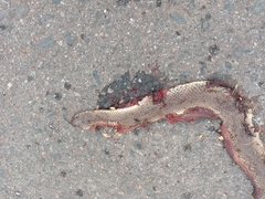 Paraphimophis rusticus