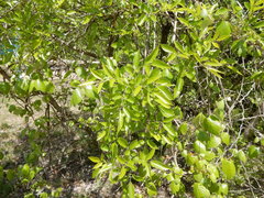 Fraxinus berlandieriana