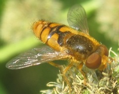 Parhelophilus obsoletus